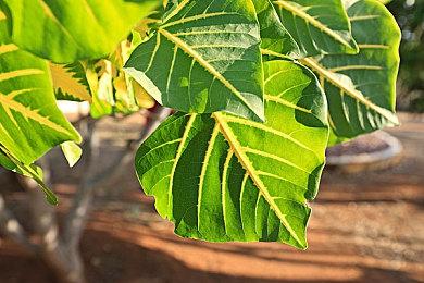 《怪物猎人 崛起》PC＆Switch版 全球销量突破800万